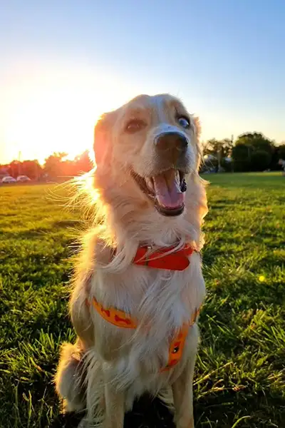 denji